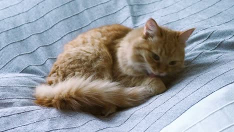 Cute-ginger-cat-lying-in-bed-on-grey-blanket.-Fluffy-pet-is-licking-its-paws-and-going-to-sleep.-Cozy-home-background