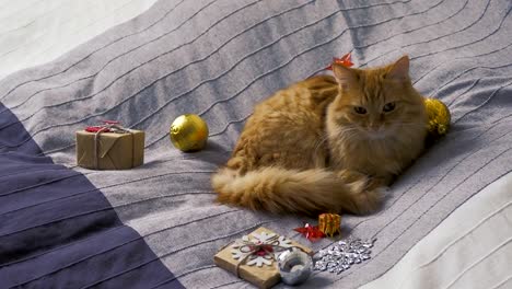 Cute-ginger-cat-lying-in-bed-with-New-Year-presents-in-craft-paper.-Cozy-home-Christmas-holiday-background