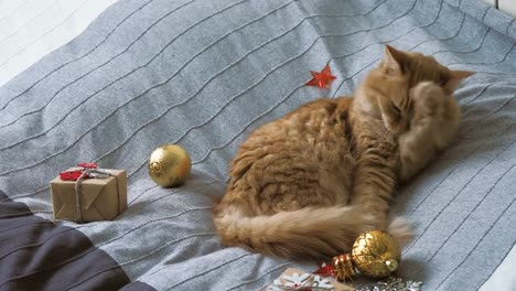 Lindo-gato-jengibre-lamiéndose-en-la-cama-con-el-nuevo-año-se-presenta-en-papel-artesanal.-Fondo-de-vacaciones-de-Navidad-hogar-acogedor