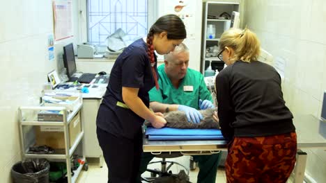 Katze-in-der-Tierklinik