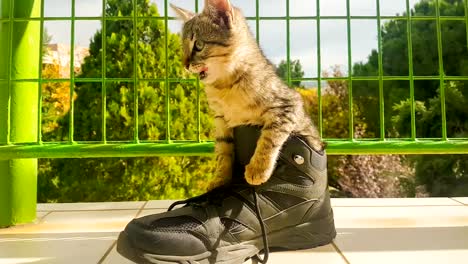 Funny-little-kitty-inside-shoe.