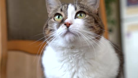 Striped-white-cat-lies-on-a-chair-at-home