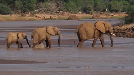 Elefante-africano,-loxodonta-africana,-grupo-de-río,-Parque-de-Samburu-en-Kenya,-en-tiempo-Real-4K