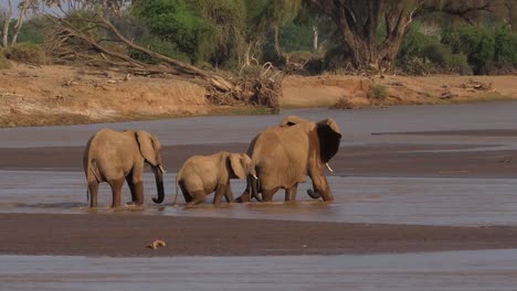 African-Elephant,-loxodonta-africana,-Group-crossing-River,-Samburu-Park-in-Kenya,-Real-Time-4K