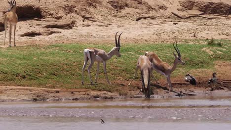 Subvención-de-gacela,-gazella-granti,-grupo-agua-potable-en-el-río,-Parque-de-Samburu-en-Kenya,-en-tiempo-Real-4K