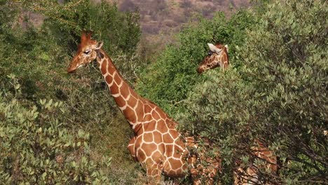 Reticulated-Giraffe,-giraffa-camelopardalis-reticulata,-Pair-at-Samburu-park-in-Kenya,-Real-Time-4K