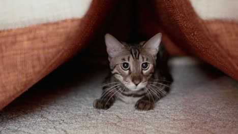 Katze-Überblick-über-die-Beute-zu-Hause.-Süße-Katze-drinnen-spielen,-bereit-zum-Sprung