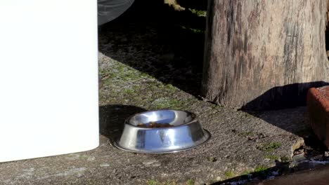 Woman-put-cat-food-in-bowl