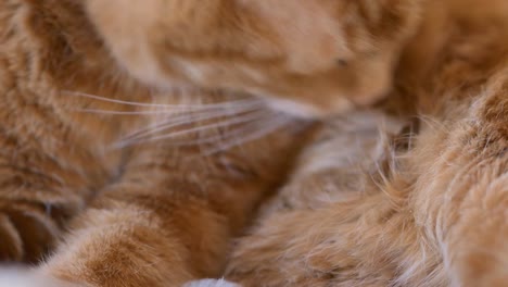 Cat-washing-itself.