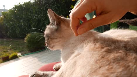 Domestic-cat-petted-by-woman-hand.-Outdoors-setting,-backlight.