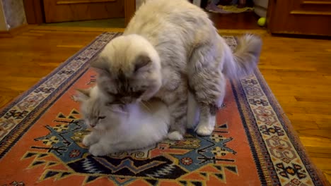 love-game-and-courtship-between-two-Siberian--color-point-cats-in-a-city-apartment