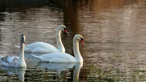 Swan-nado-en-Río-4k