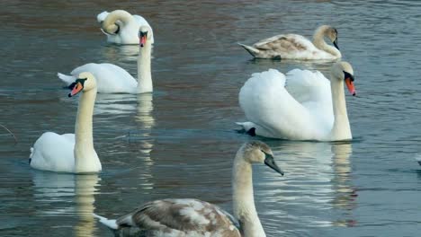 Swan-swiming-on-river-4k