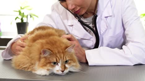 Professional-female-vet-examining-cute-ginger-cat-with-a-stethoscope