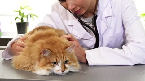 Profesional-veterinario-mujer-examinando-lindo-gato-jengibre-con-un-estetoscopio