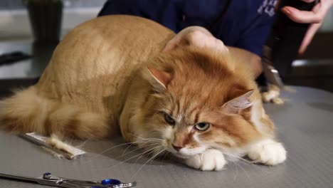 Adorable-gato-jengibre-suave-siendo-afeitado-por-un-veterinario-en-la-clínica