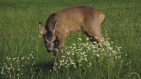 Young-doe-in-a-grass-field.-Roe-deer,-Capreolus-capreolus.-Wildlife-scene-from-nature.