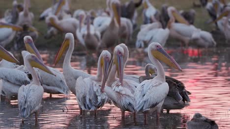 Close-up-view-of-a-large-squadron-of-pink-backed-pelicans-preening-at-sunrise-on-the-bank-of-a-river-in-the-Okavango-Delta,-Botswana