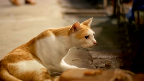 Red-and-white-stray-cat-lying-on-the-ground-at-night-street