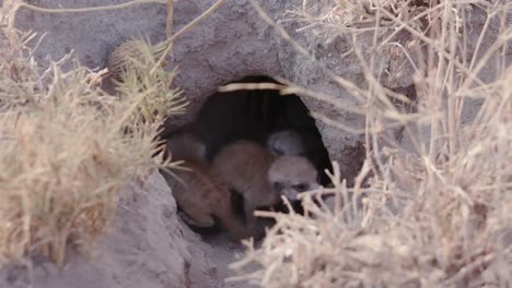 Three-cute-baby-meerkats-at-burrow-entrance,-Botswana