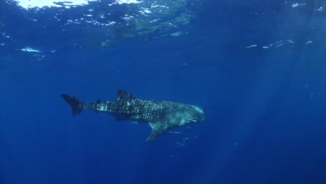 Tiburón-ballena-