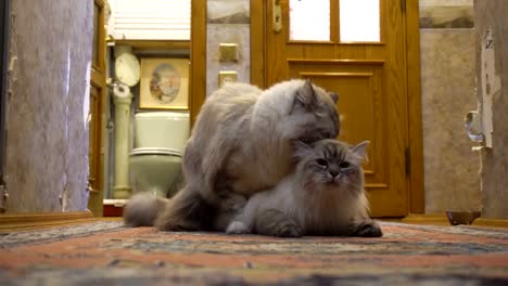 juego-de-amor-y-noviazgo-entre-dos-gatos-de-siberiano-color-point-en-un-apartamento-de-la-ciudad