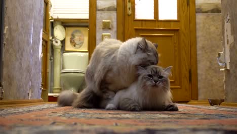 love-game-and-courtship-between-two-Siberian--color-point-cats-in-a-city-apartment