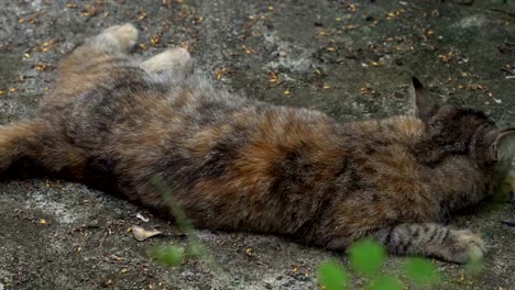 Hauskatze-lag-auf-Zementboden,-Makro-Aufnahmen