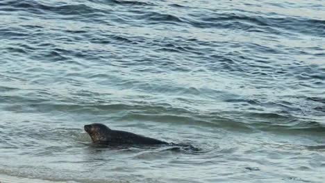 Baby-sea-seal-plays-with-mother-at-the-La-Jolla-cove