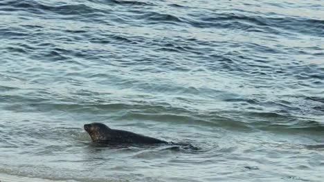 Sello-de-mar-bebé-juega-con-la-madre-en-la-ensenada-de-La-Jolla