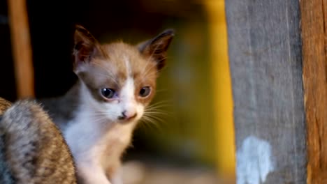 Gris-perdida-gatito-sentado-en-el-suelo-en-el-mercado-de-noche