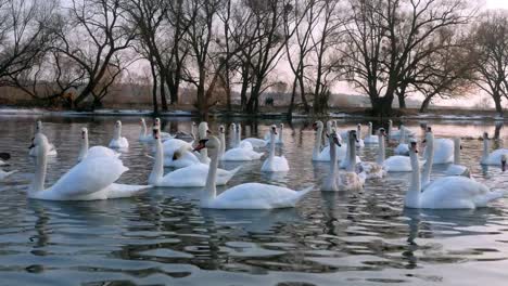 Swan-River-4k-schwimmen