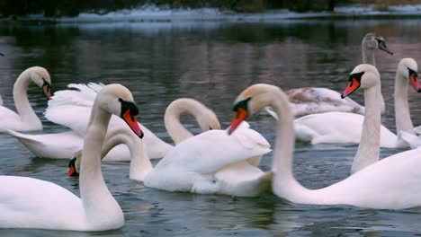 Swan-swiming-on-river-4k