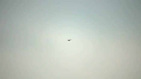 Flying-birds-above-water-in-Danube-Delta