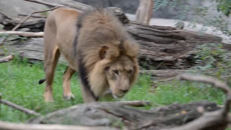 Löwe,-der-König-des-Dschungels