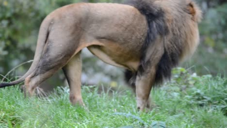 Löwe,-der-König-des-Dschungels