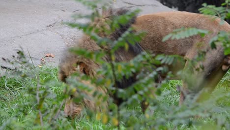 Löwe,-der-König-des-Dschungels