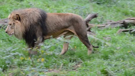 Löwe,-der-König-des-Dschungels