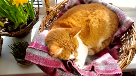 Morning-sunlight-on-the-sleeping-red-cat