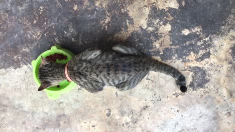 Cerca-tailandés-gato-comiendo-comida-de-gato.