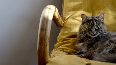 Cat-relaxing-in-armchair-4k