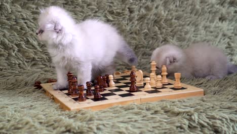 Two-white-kitten-playing-chess