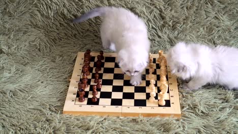 Two-white-kitten-playing-chess