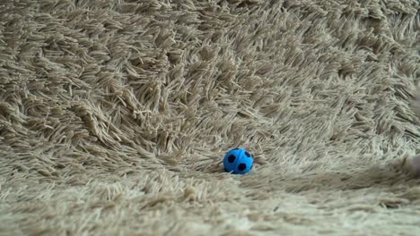 Dos-poco-lindo-blanco-jugando-un-futbol-gatito