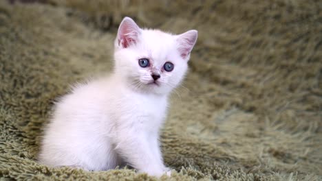 Lindo-gatito-blanco-sentado-en-la-cama