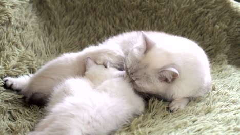 Mama-Katze-und-Kätzchen,-die-Milch-saugen