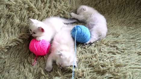 Three-kittens-is-falling-asleep