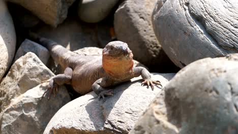 Giant-lizard-on-the-rock-in-4k-slow-motion