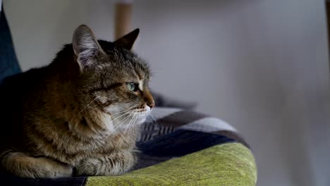 Innenraum.-Die-Katze-sitzt-auf-einem-Stuhl.