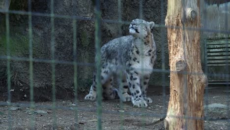 Snow-leopard